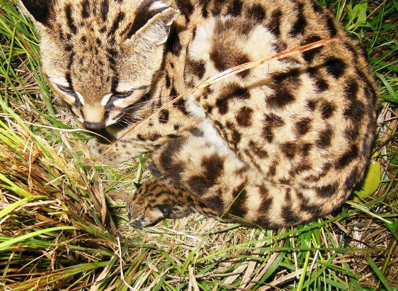 Illustration for article titled BREAKING CUTENESS NEWS: Baby Margay is Cute